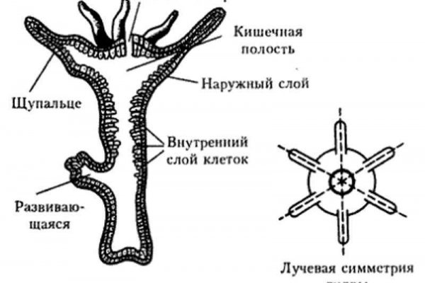 Кракен сайт vtor run