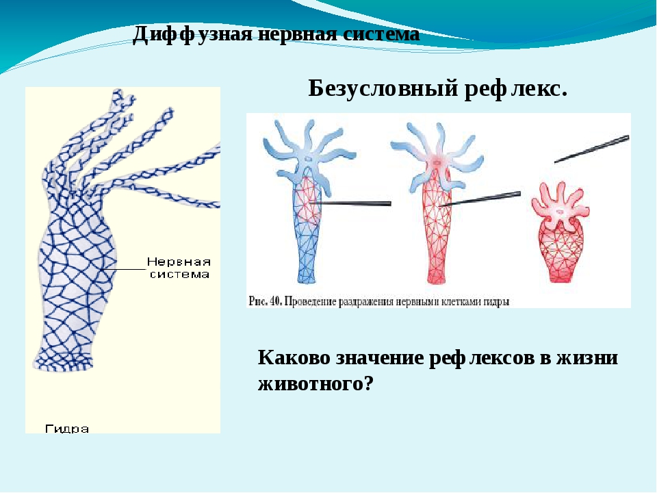 Браузер кракен